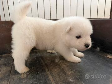 Meravigliosi cuccioli di samoiedo