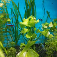 Pianta Orecchie elefante per acquario