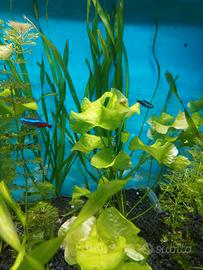 Pianta Orecchie elefante per acquario