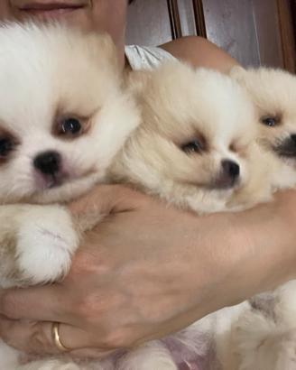 Spitz pomerania nano