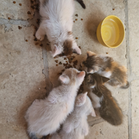 Cuccioli di gattini