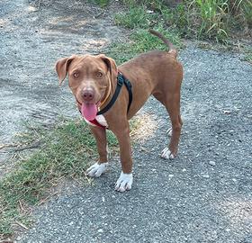 Cucciola Pitbull