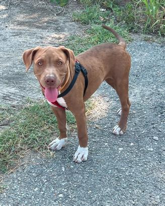 Cucciola Pitbull