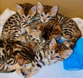 Cuccioli Bengala con pedigree