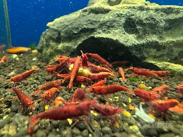 Neocaridina Davidi blodi mari