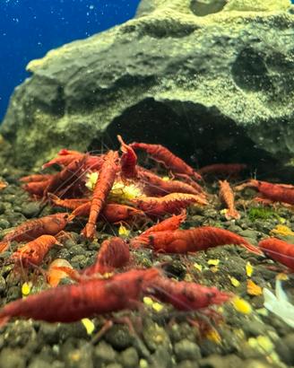 Neocaridina Davidi blodi mari