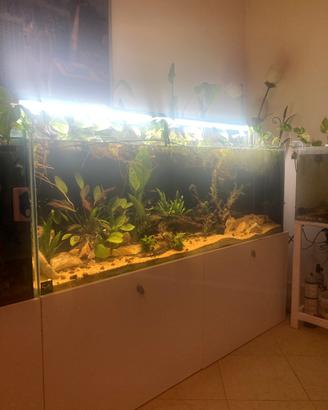Acquario con supporto in acciaio