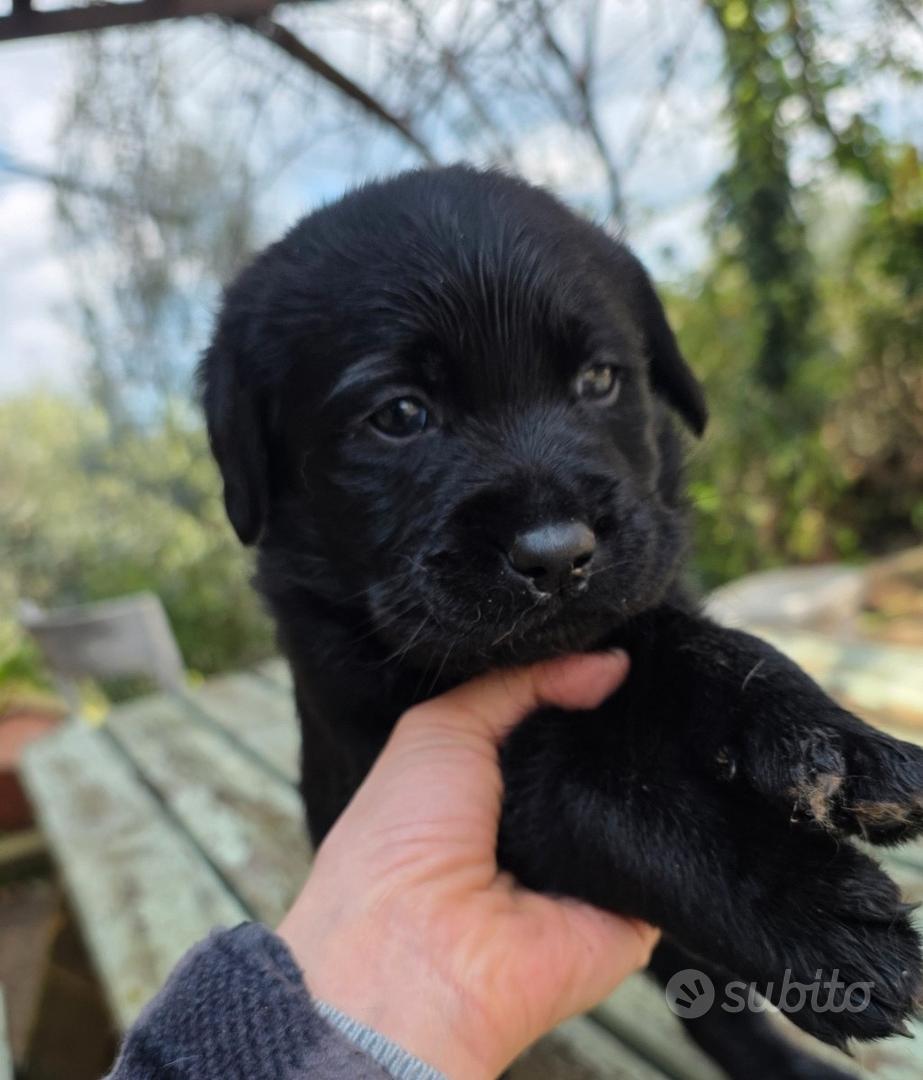 Cuccioli labrador neri con pedigree - Animali In vendita a Roma