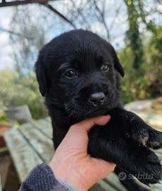 Cuccioli labrador neri con pedigree