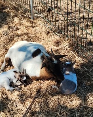 2 Caprette tibetane