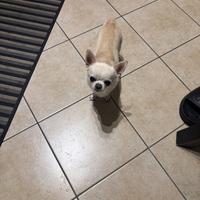 Cane chihuahua femmina per accoppiamento