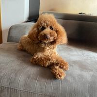 Barboncino Toy con pedigree per monta