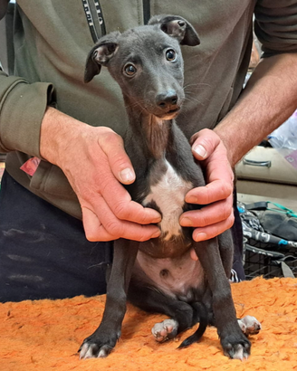 Cuccioli di whippet