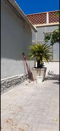 Piante cycas