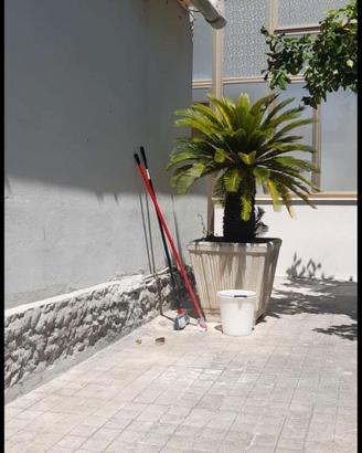 Piante cycas