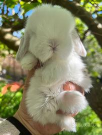 Ariete Nano Mini Lop