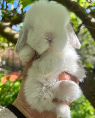 Ariete Nano Mini Lop