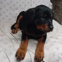 Rottweiler