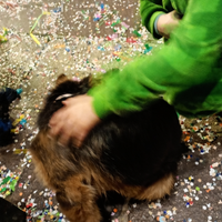 Cucciola di pastore tedesco