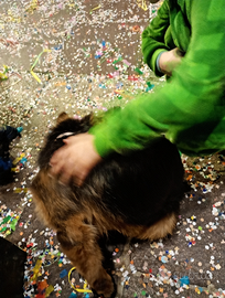 Cucciola di pastore tedesco