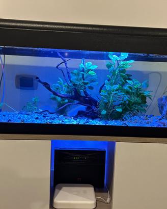 Acquario 100 litri