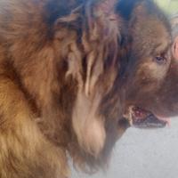 Pastore del caucaso per accoppiamento