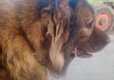 Pastore del caucaso per accoppiamento