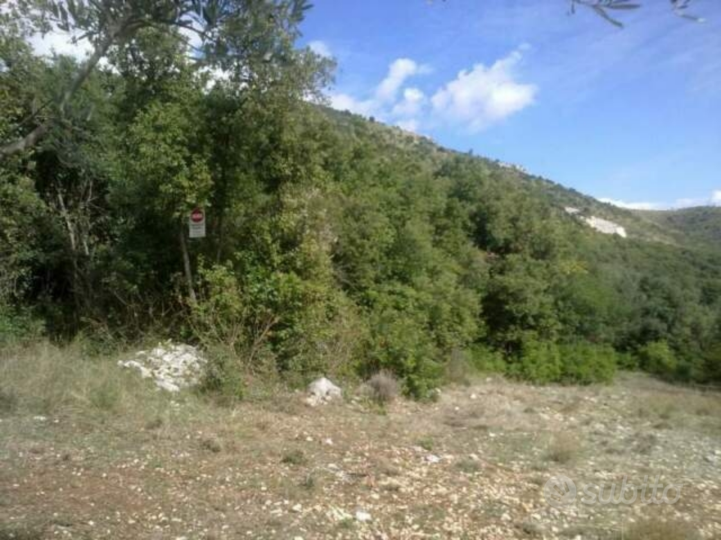 Terreno agricolo zona collinare: Uliveto + bosco - Vista 4