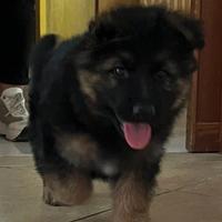 Disponibili cuccioli di pastore tedesco