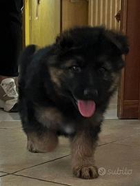 Disponibili cuccioli di pastore tedesco