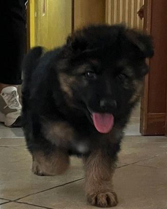 Disponibili cuccioli di pastore tedesco