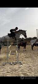 Cavallo per conseguimento 1 grado