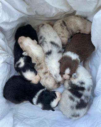 Australian shepherd pastore australiano