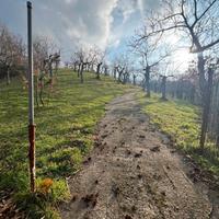 Bosco Noce Scancanata Melfi