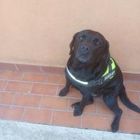 Cane labrador