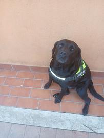 Cane labrador