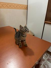 Doniamo gattino