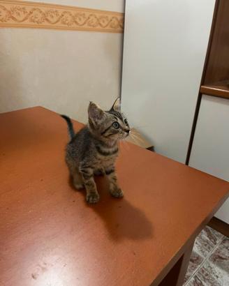 Doniamo gattino