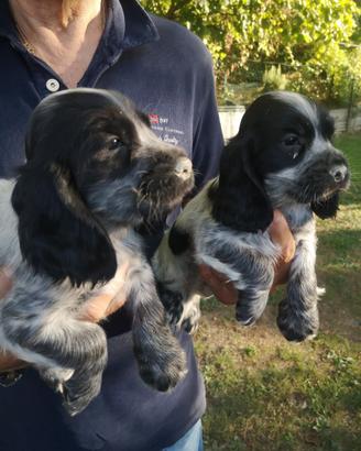 Cuccioli cocker spaniel inglesi