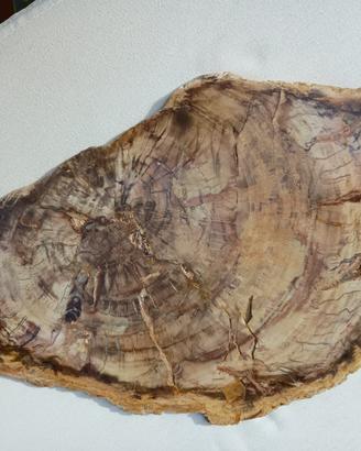 Tronco  Fossile in Sezione