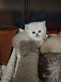 Cuccioli British shorthair