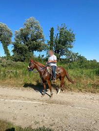 Quarter Horse 2 anni