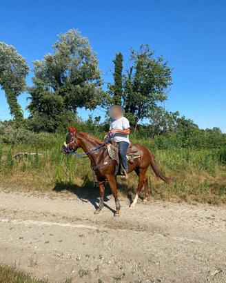 Quarter Horse 2 anni