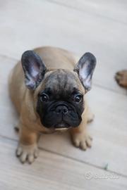 Bulldog francese