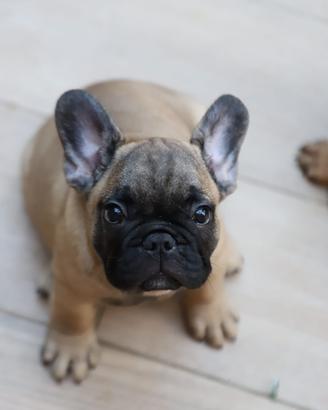 Bulldog francese