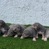 Pitbull American Terrier Color