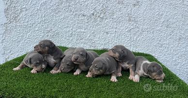 Pitbull American Terrier Color