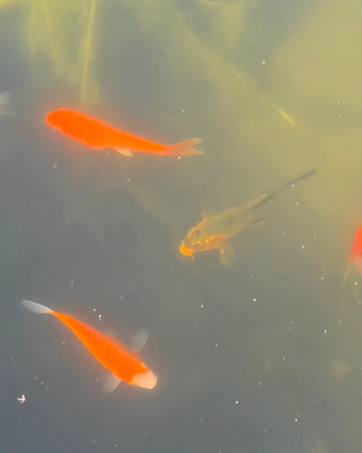 Carpe koi
