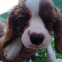 Cuccioli cavalier king
