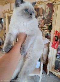 Persiano Exotic Shorthair 